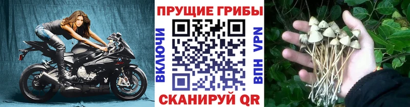 наркотики  Заречный  Псилоцибиновые грибы Cubensis 